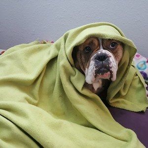 Meet your Posher, Brian